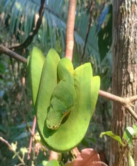 Inicio amazon tree boa